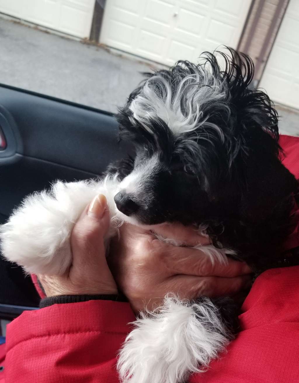 Dazzle U Put a Spell On Me