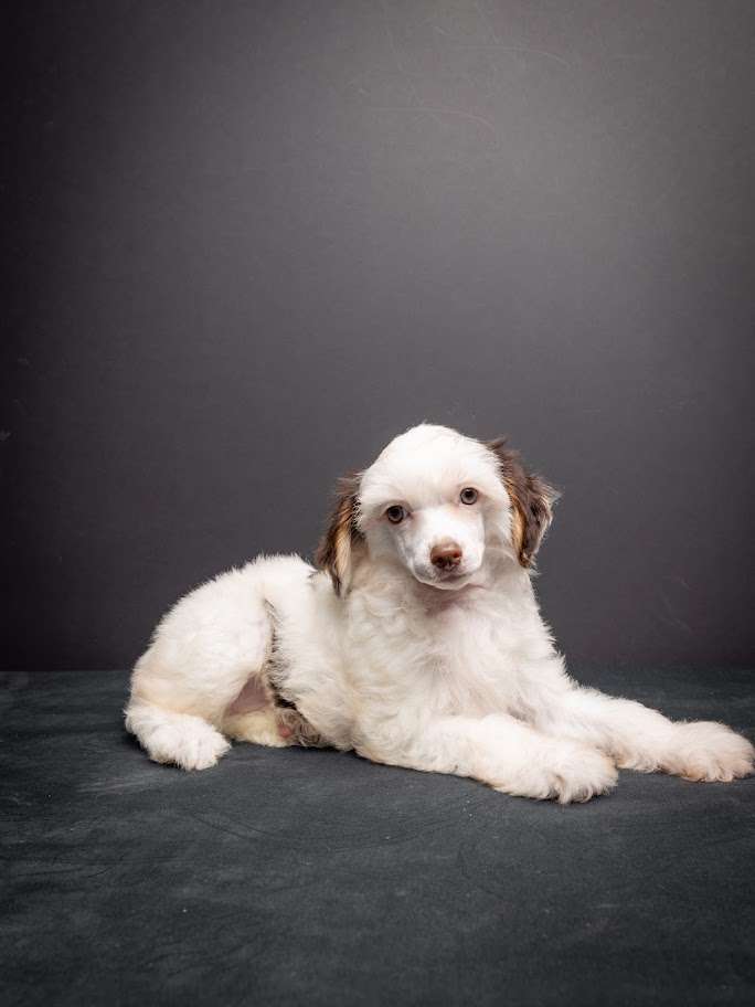 Nicoletta Nataki Song