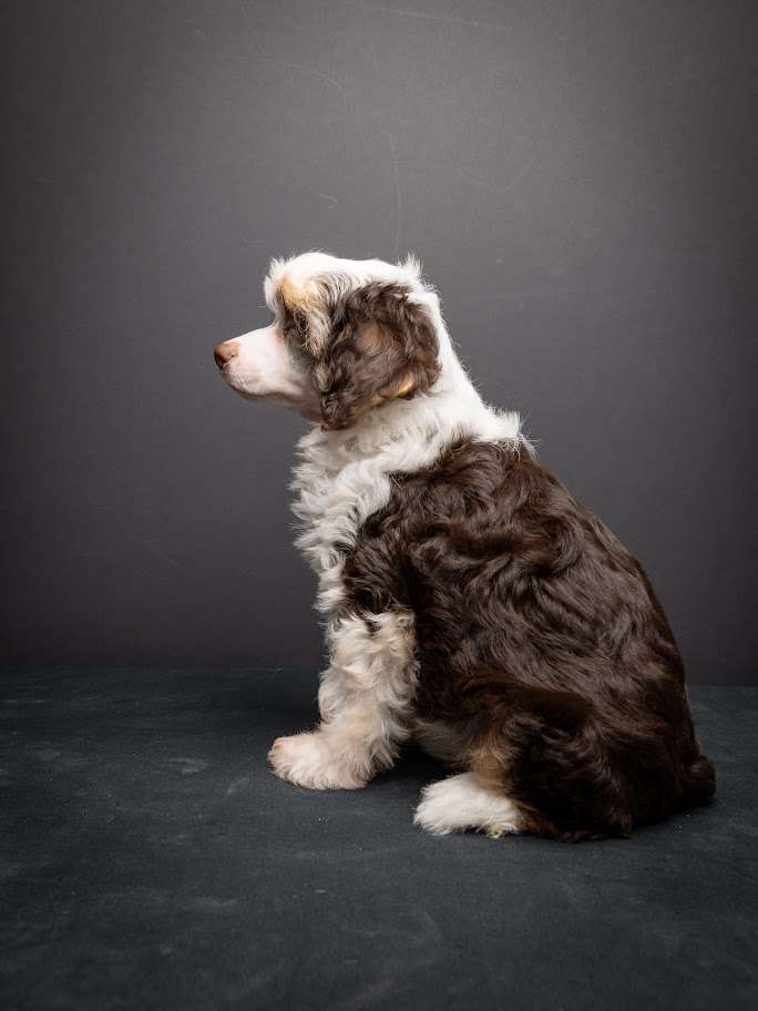 Nericami Nataki Song