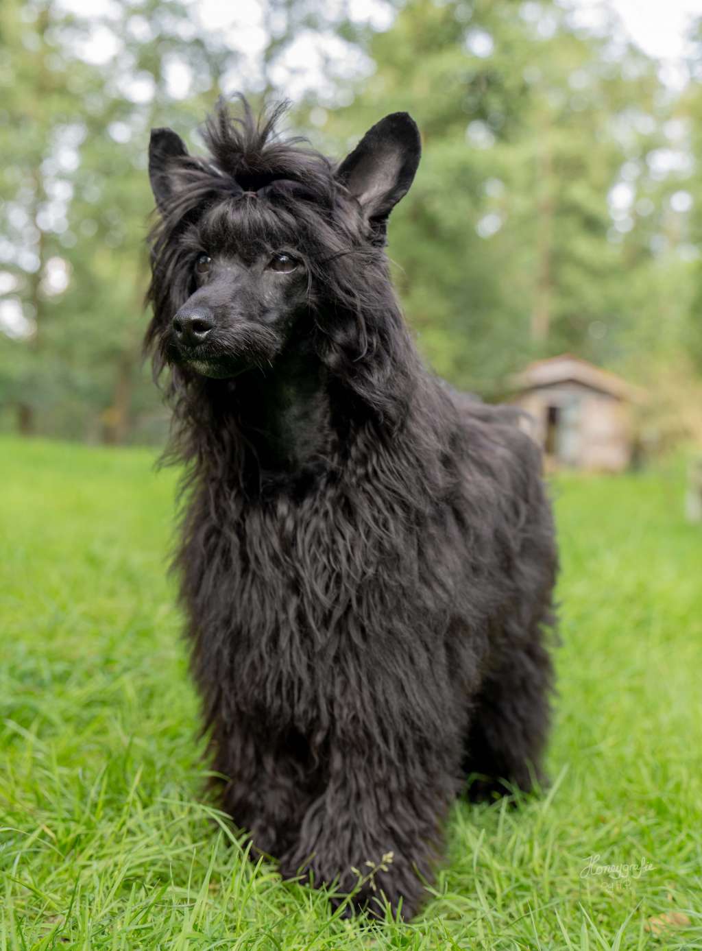 Howard The Bushwalker