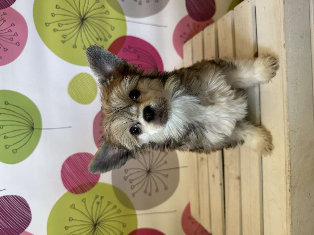 MaeBean Dont Give A Yam