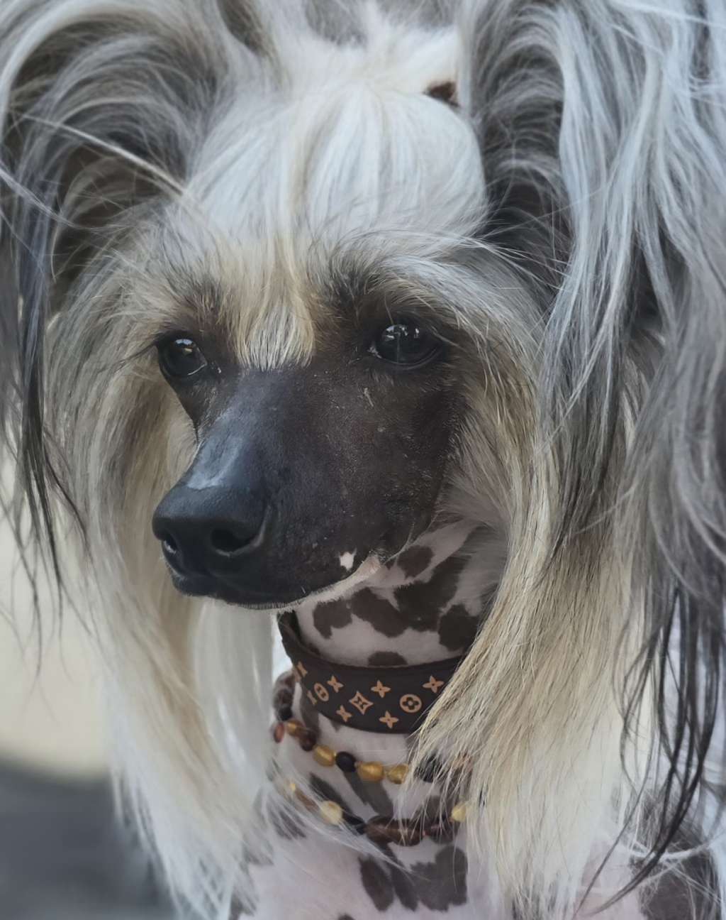 Estelle z Jasne hvezdy