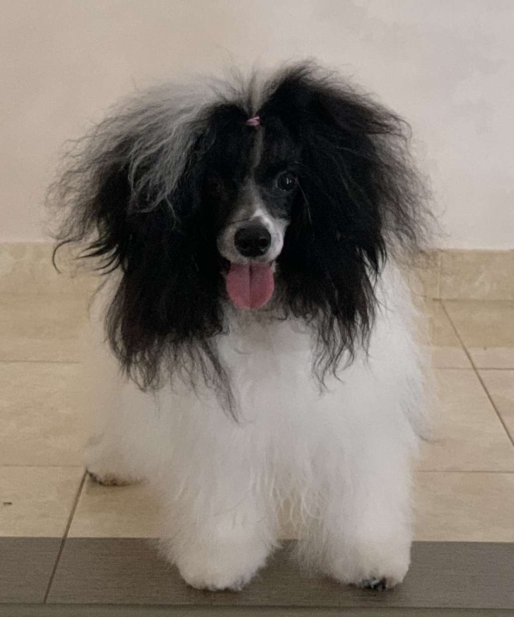 URMILA Dneprovskoye Solntse