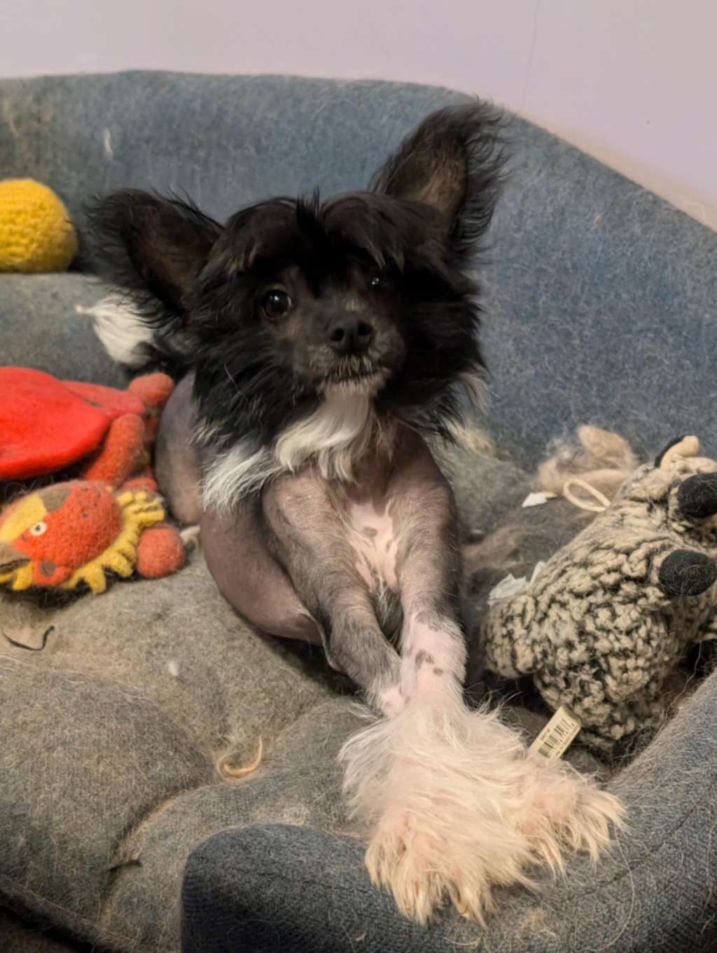 Blue Willow's Little Chickadee