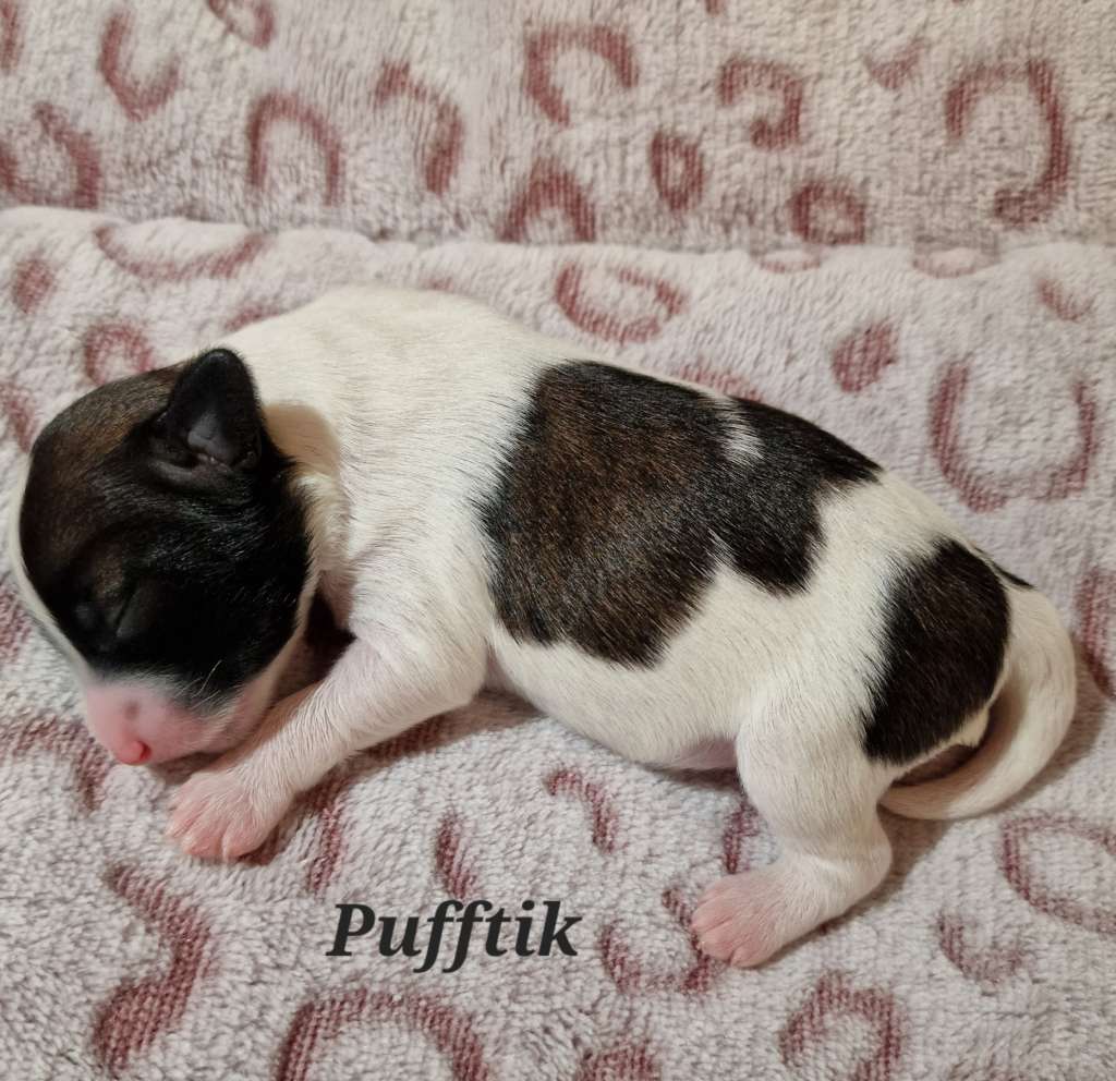 Carpe Canibus Love Princess