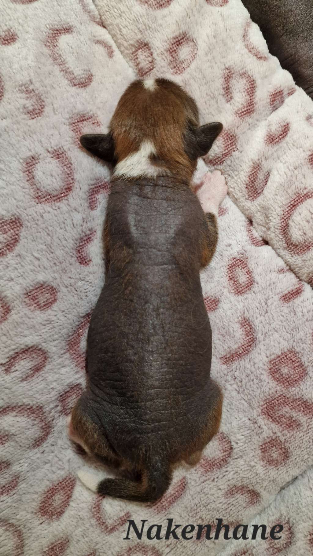 Carpe Canibus Mission Of Dollar