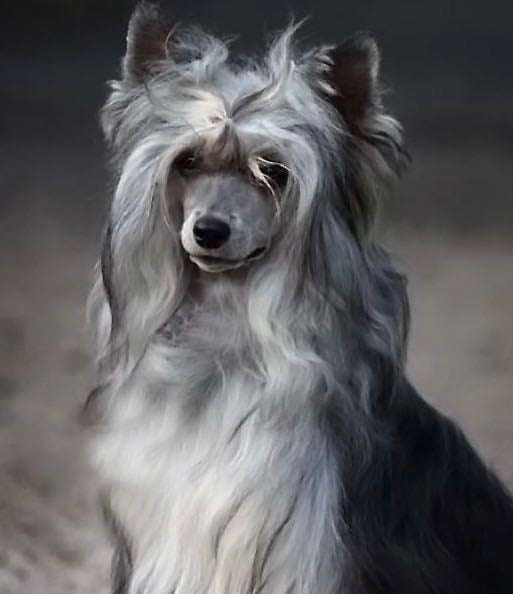 BLACK Scarlet Kings of Dreams