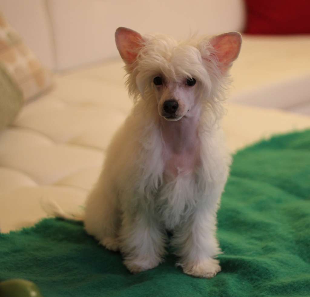 Fin Snow white Mikeilon