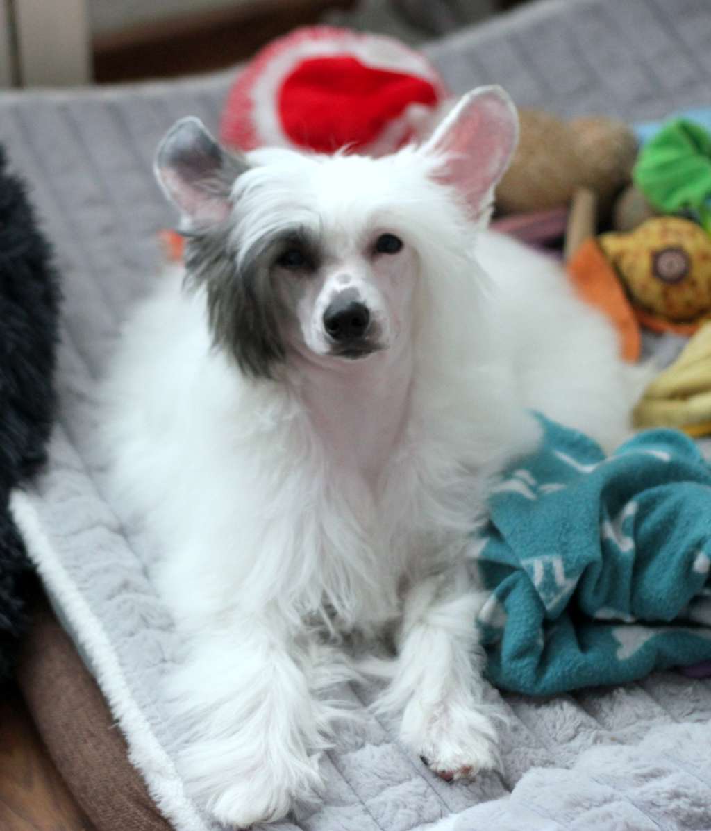 Fantasia Smile Mikeilon