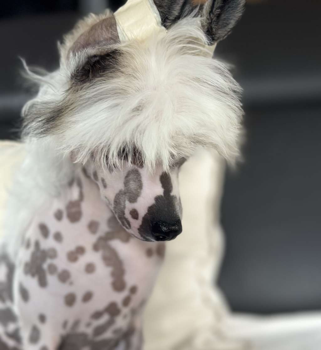 Viva La Vida und von Shinbashi