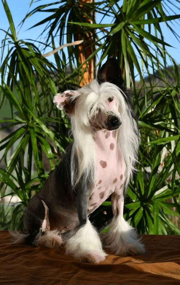 Little Dog Of Dream Teepee