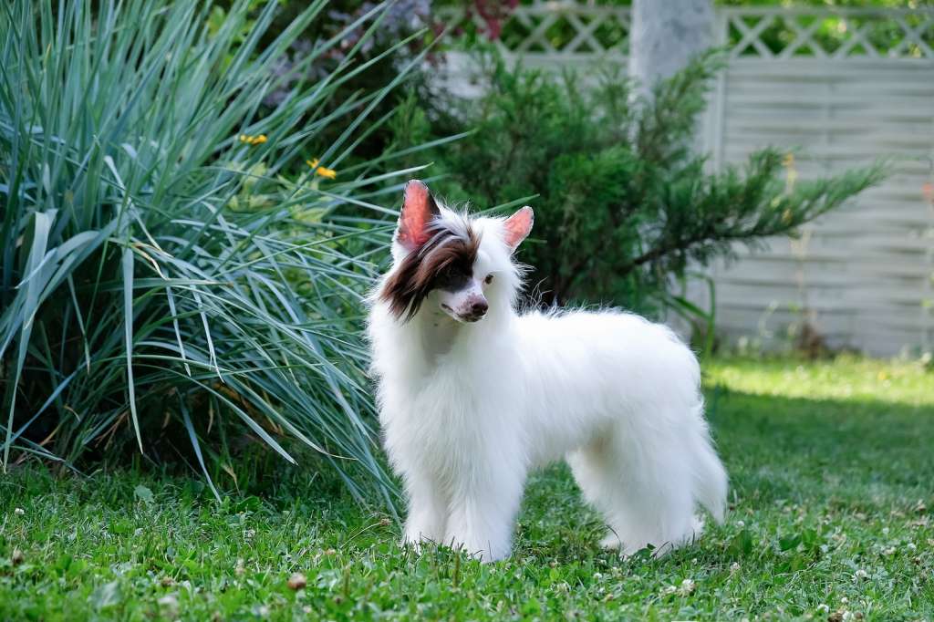 Rozkishny  Mazhor  El  Tiola