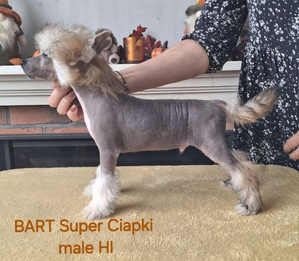 Bart Super Ciapki (fci)