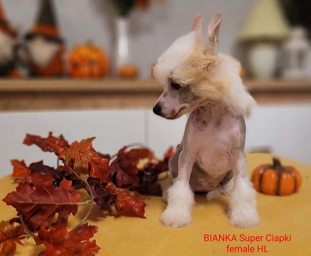 Bianka Super Ciapki (fci)