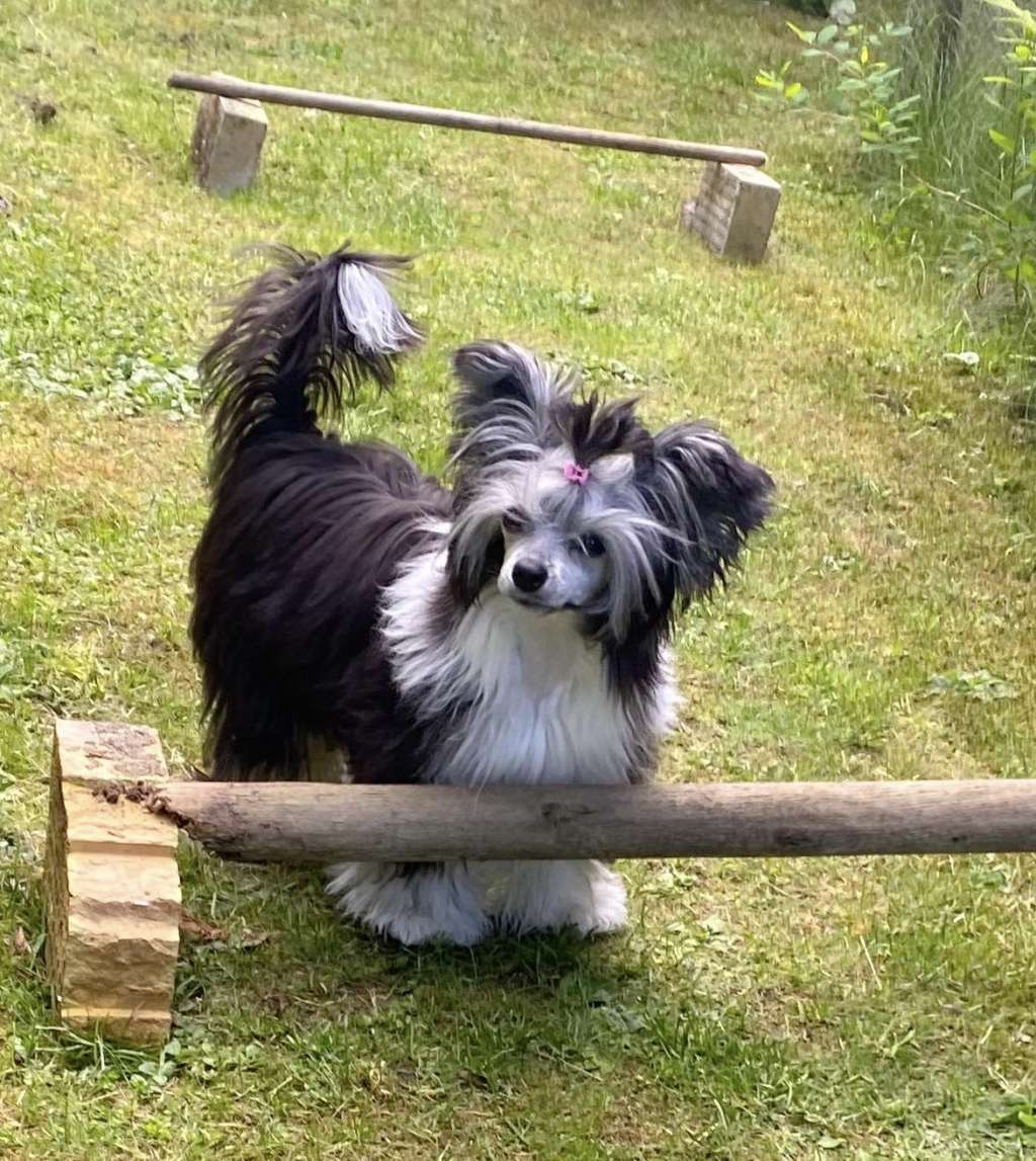 Moelmo's Dark N Delicious