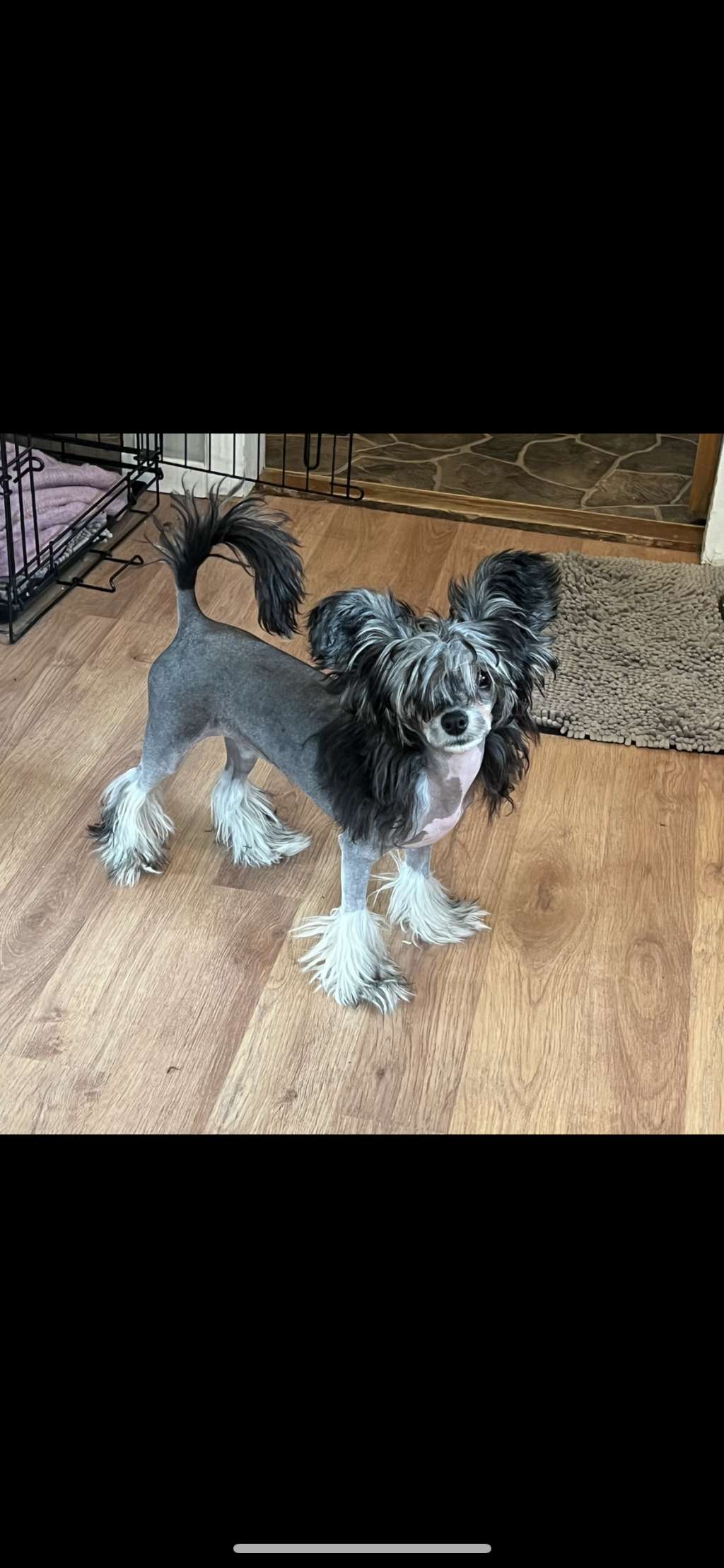 Moelmo's Dark N Gorgeous