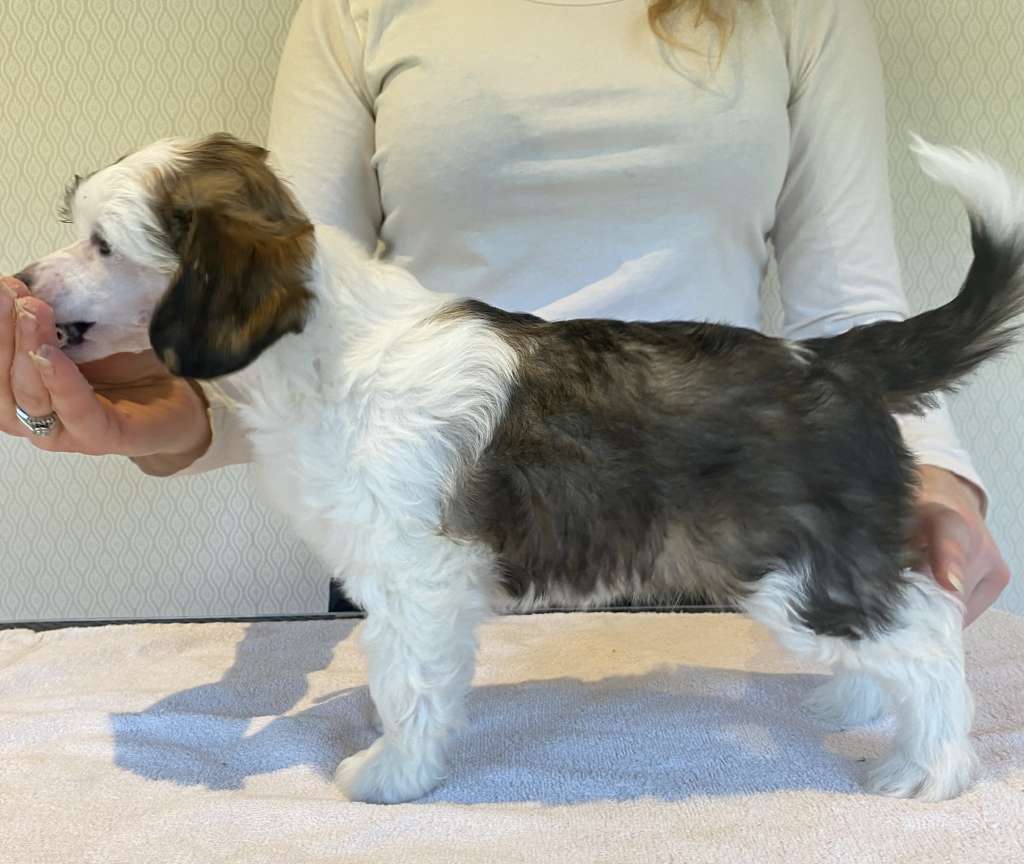 Moelmo's Sweet Dreams