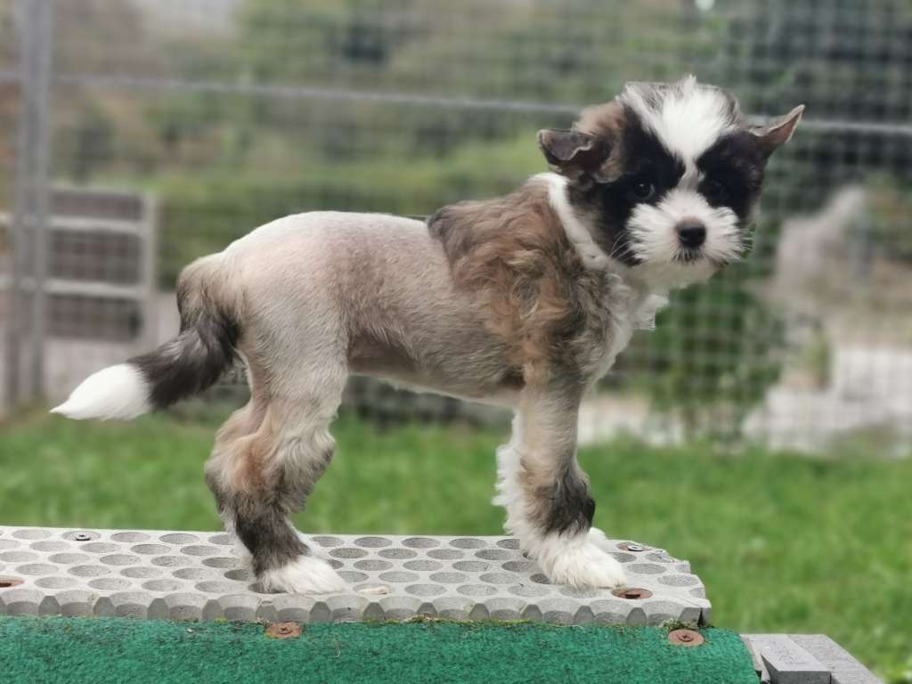 Avatar Kyoshi von den Weinbergswölfen