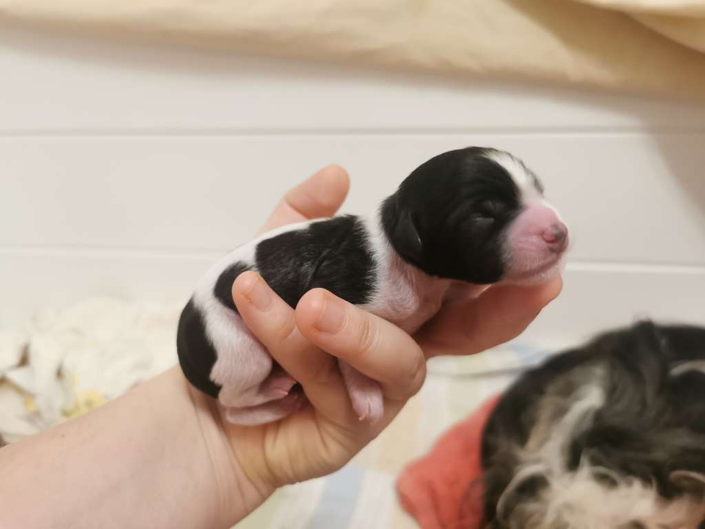 Avatar Aang von den Weinbergswölfen