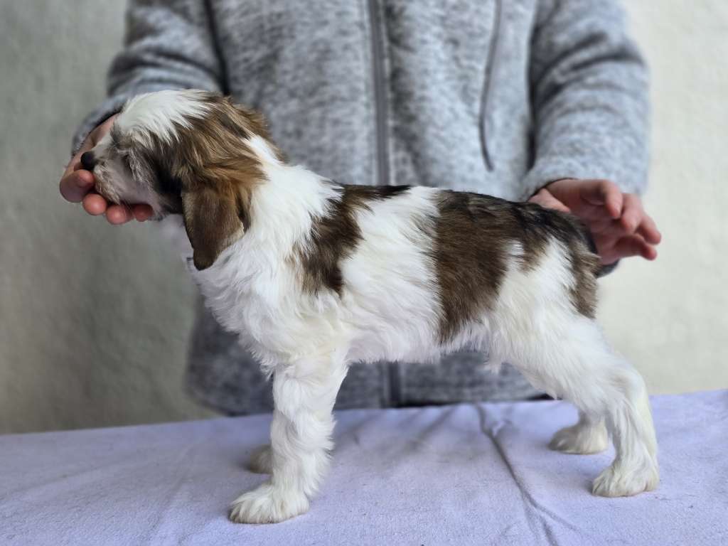 Be Free von den Weinbergswölfen