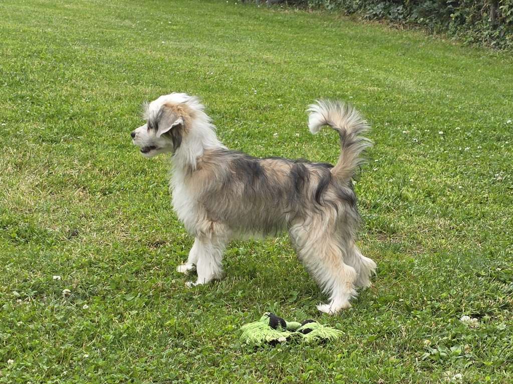 Be Crazy von den Weinbergswölfen