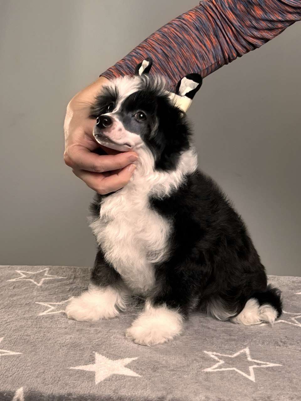 Anna Sky Kennel Hart