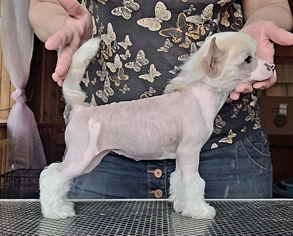 Apriori Vip Madame Clico