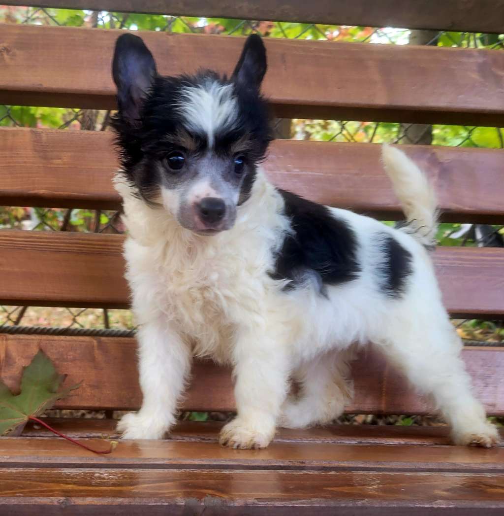 Apriori Vip Transilvania