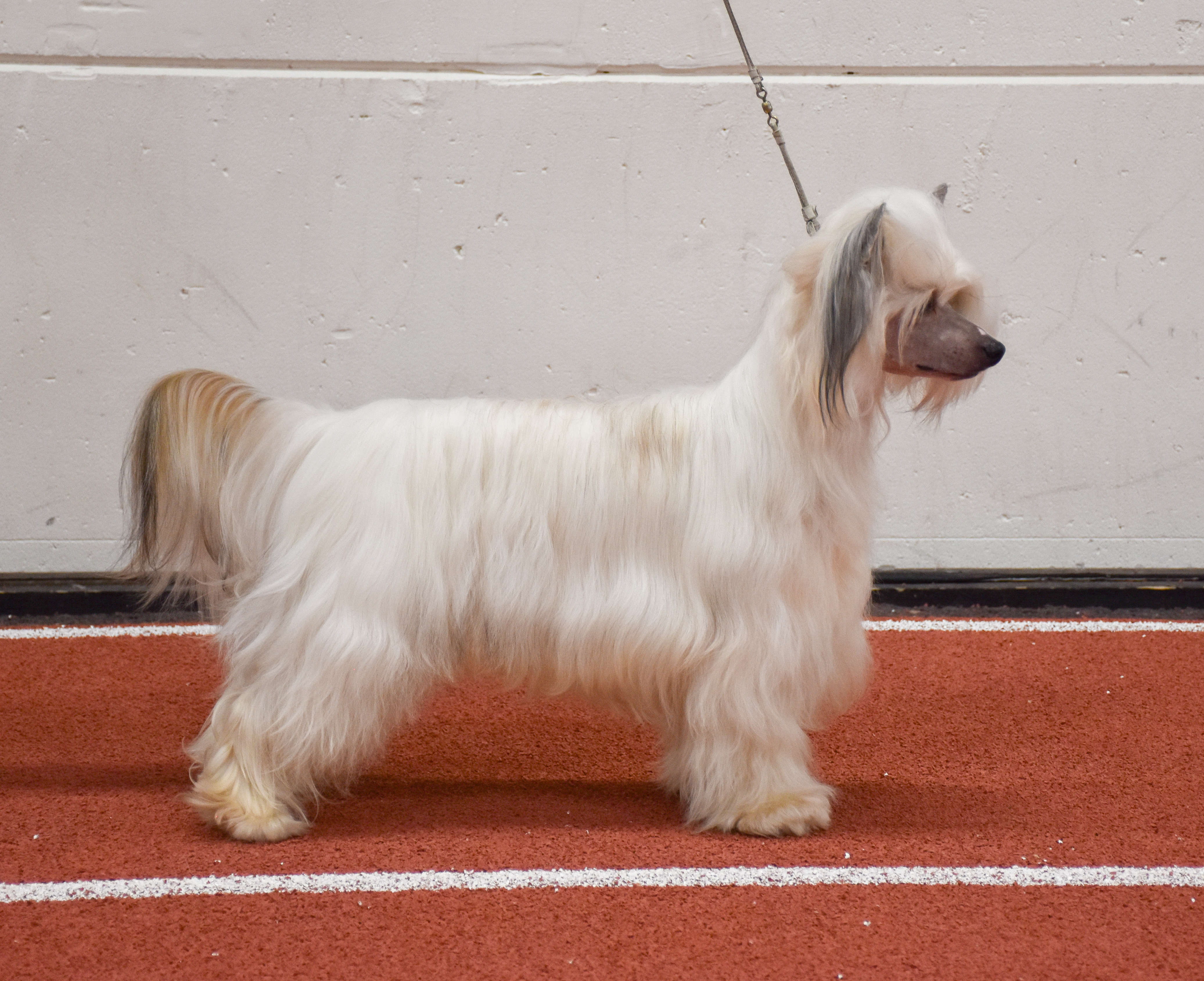 Wildeers Edge of Joy