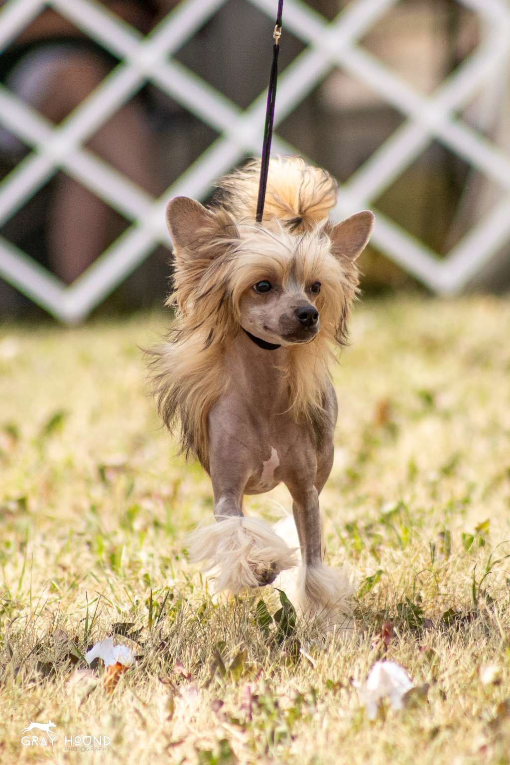 Shantel's The Stars Are Exquisite