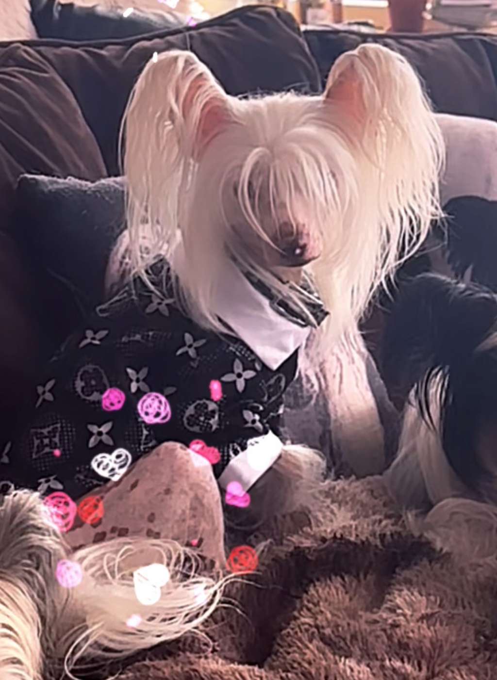 Hitline Ltd Glorious Chris