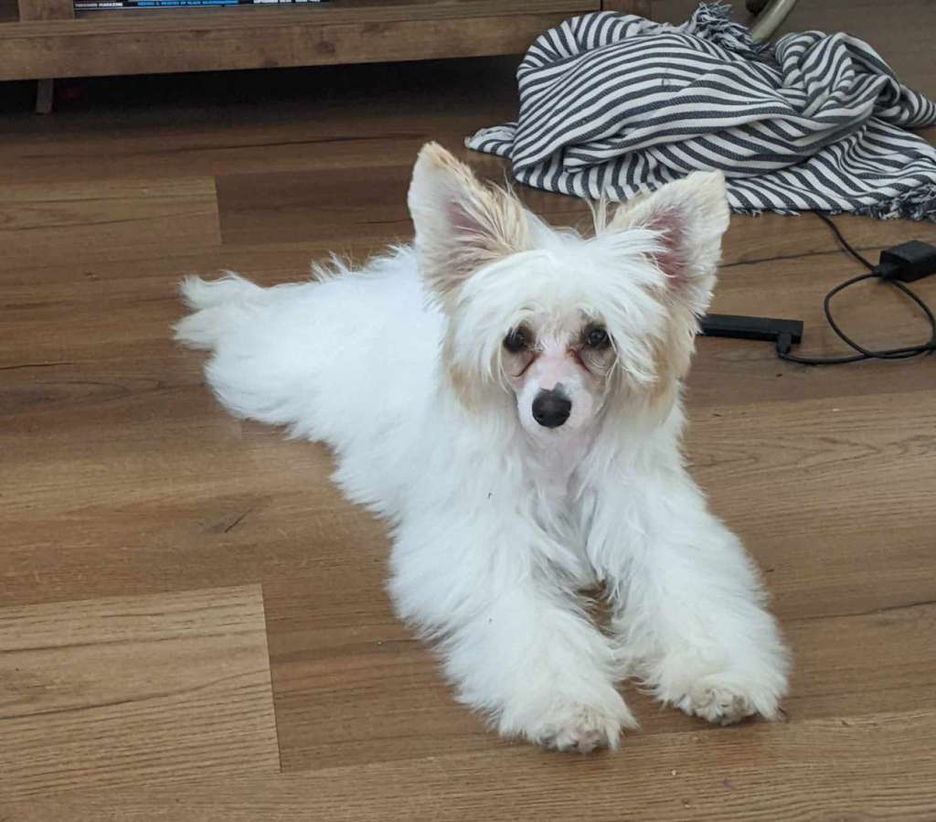 Julie Precious Teddy