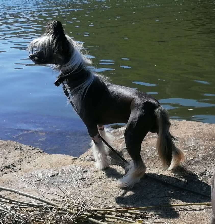 Be My Dog's Jambo I'm Rambo