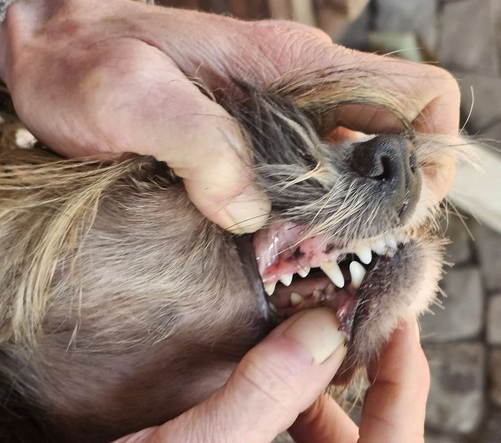 Be My Dog's Jam Up Jelly Tight