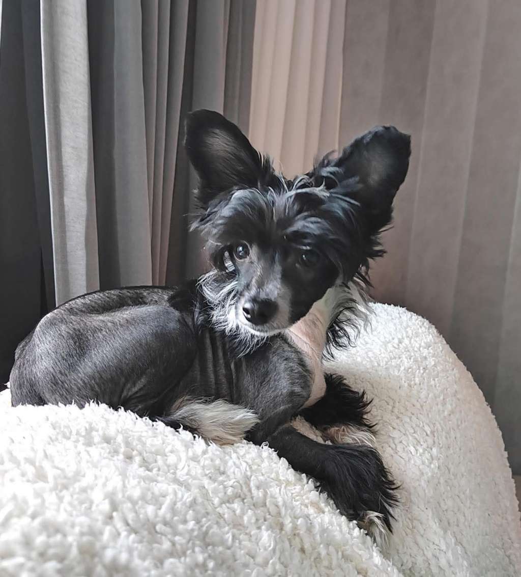 PowerBlackGirls Carlos