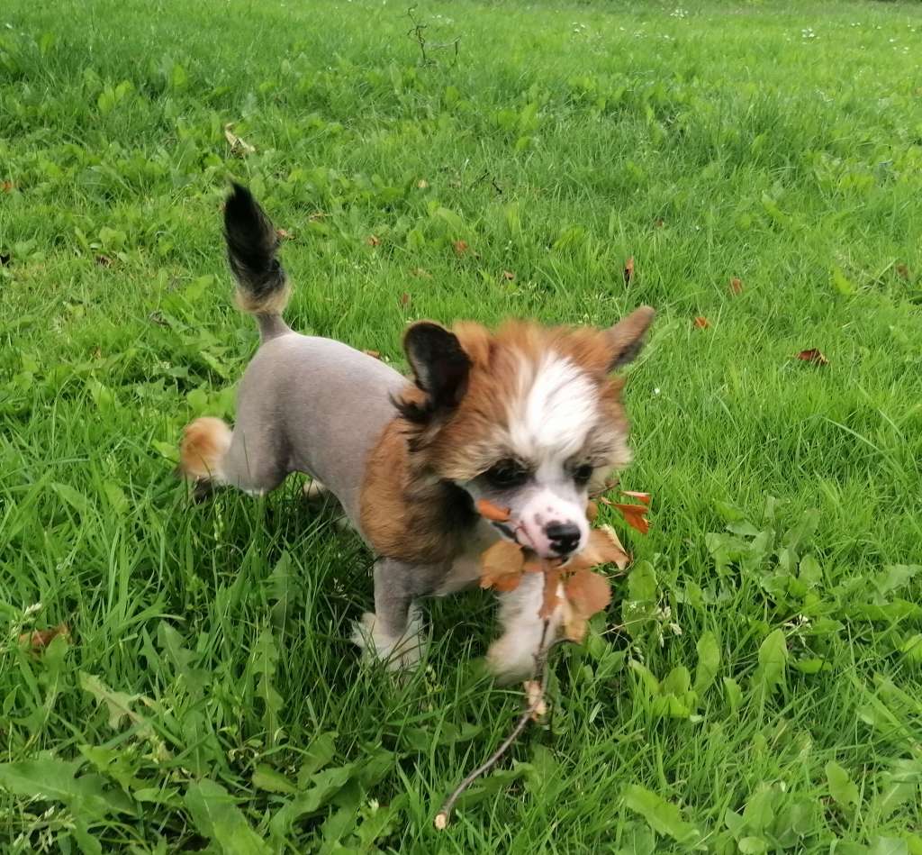 Be My Dog's Knees Of The Bees