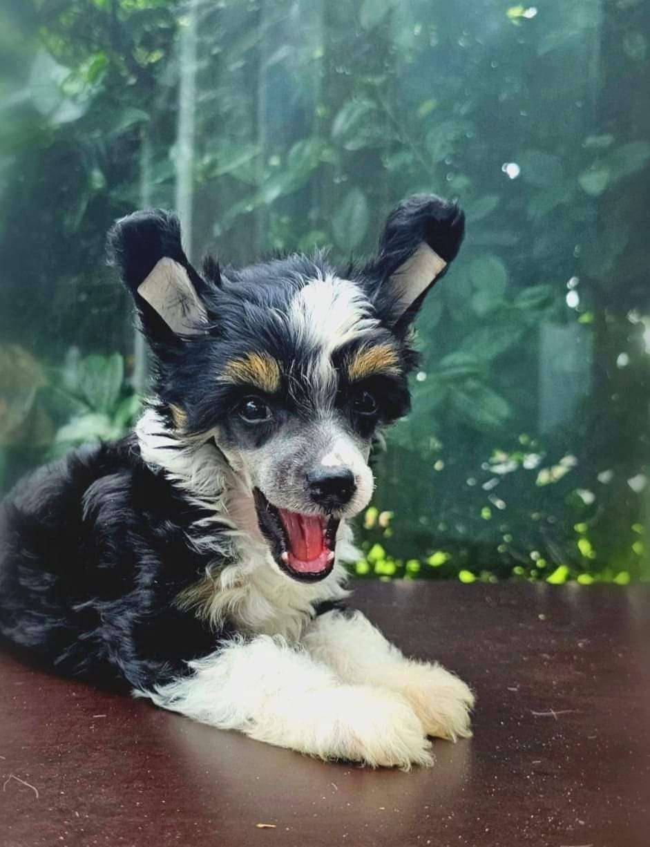 Be My Dog's Kernel Of Joy