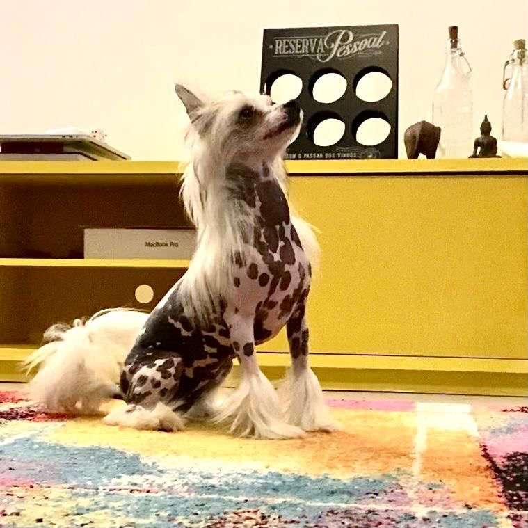 Pequin Mirrage Patricia