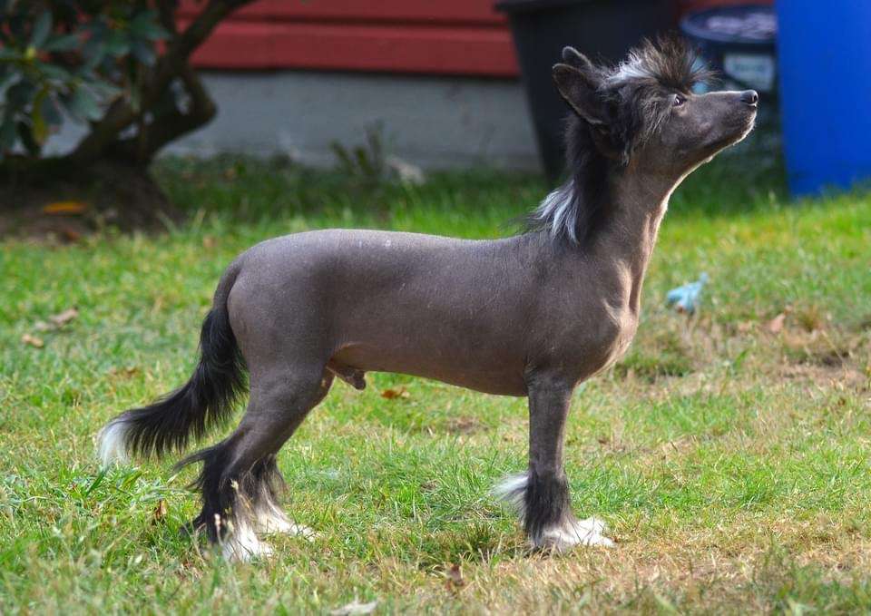 ChinoPata's Worried Sponge Cake