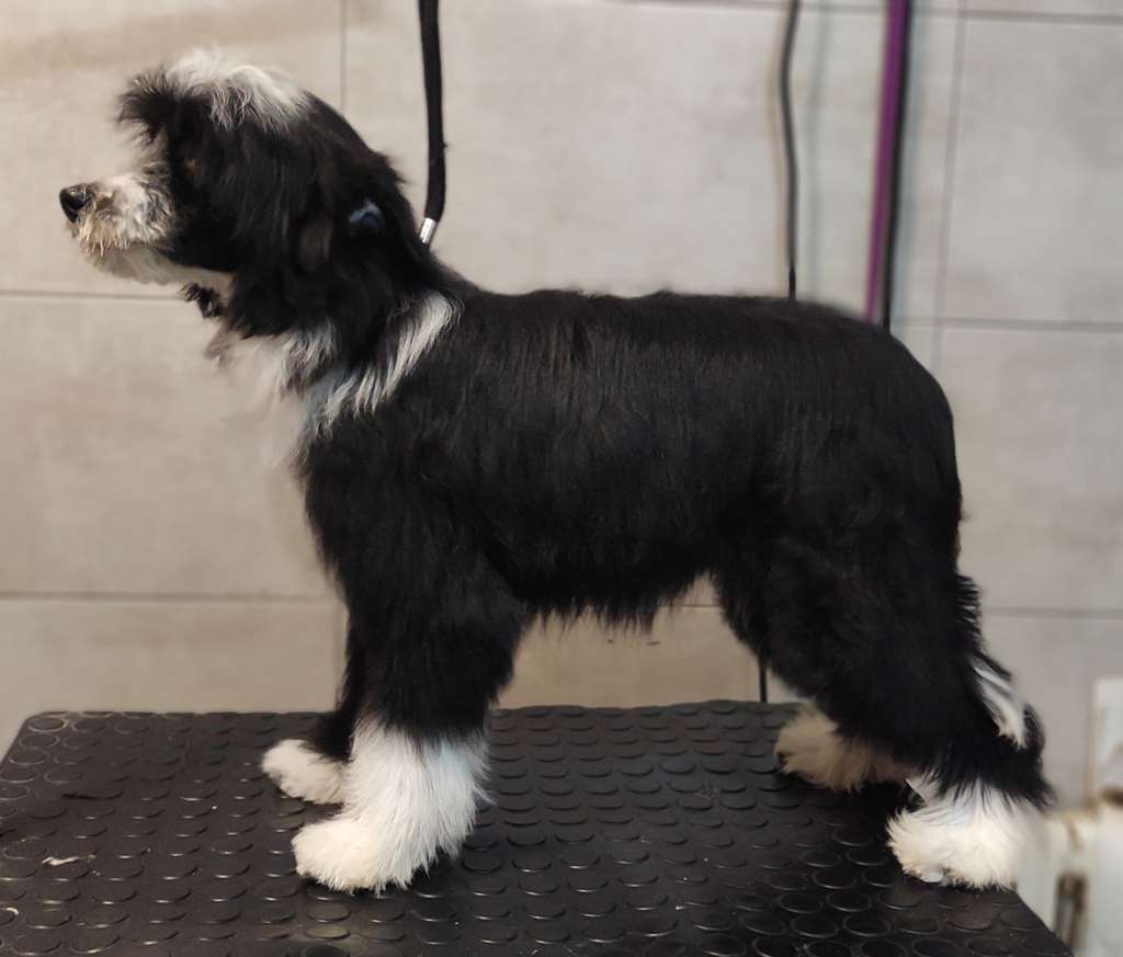 Volcancrest Dougal Mackenzie 