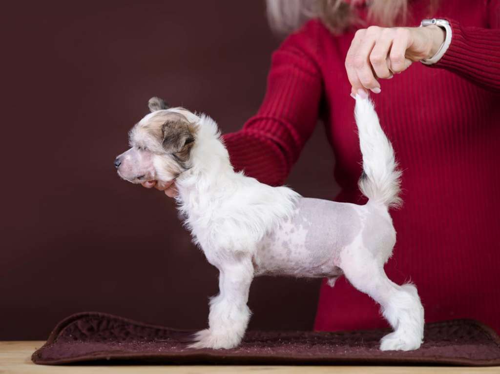 Diamond s Ostrova Utrenney Zari