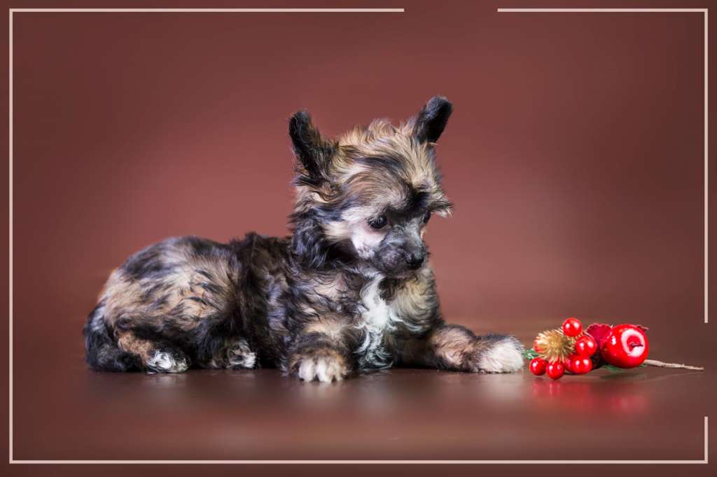 Daiquiri s Ostrova Utrenney Zari