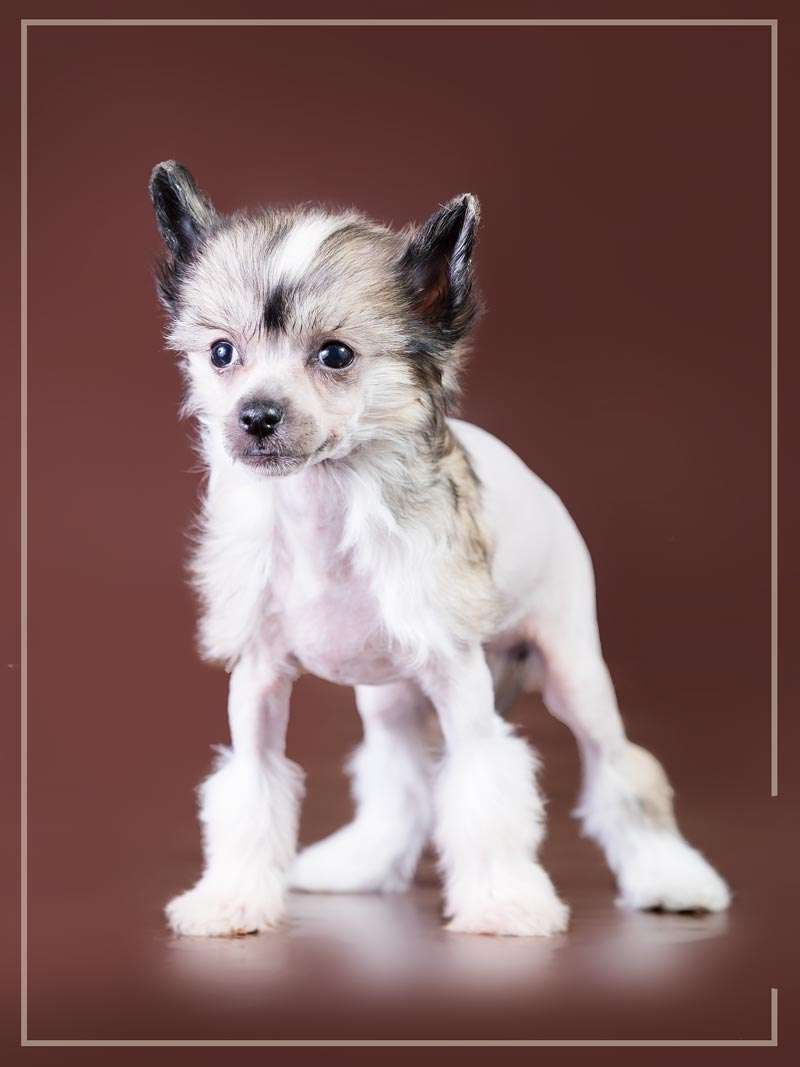 Daenerys s Ostorova Utrenney Zari