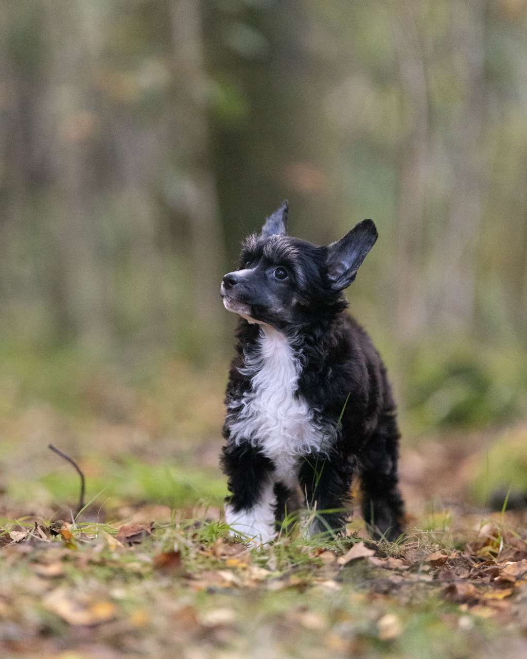 FluffyGoals Absolutely Girlpower