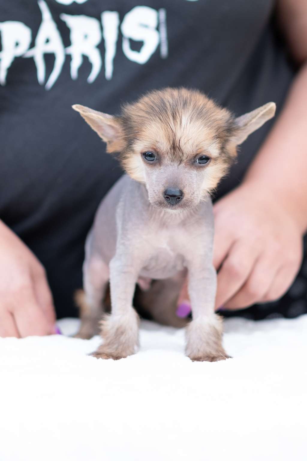 Gucci dei Guardiani Silani