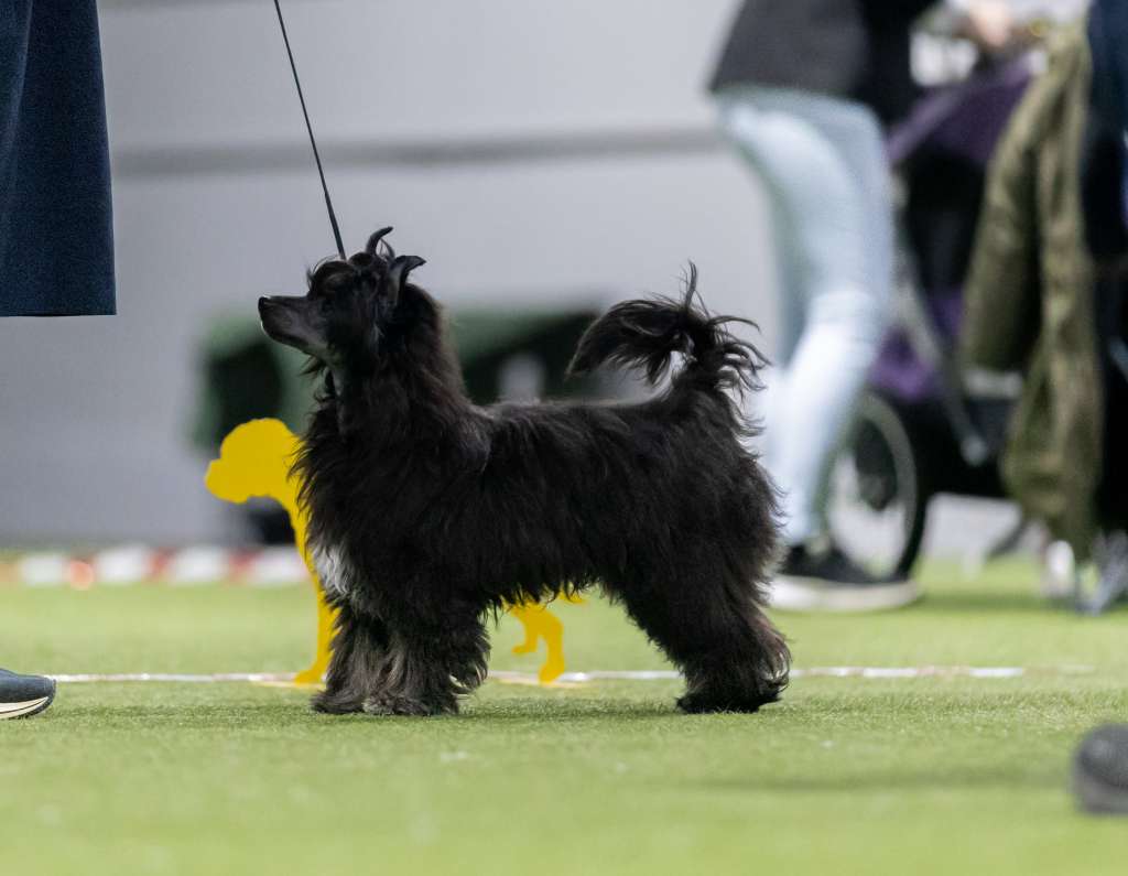 FluffyGoals Absolutely Explosive