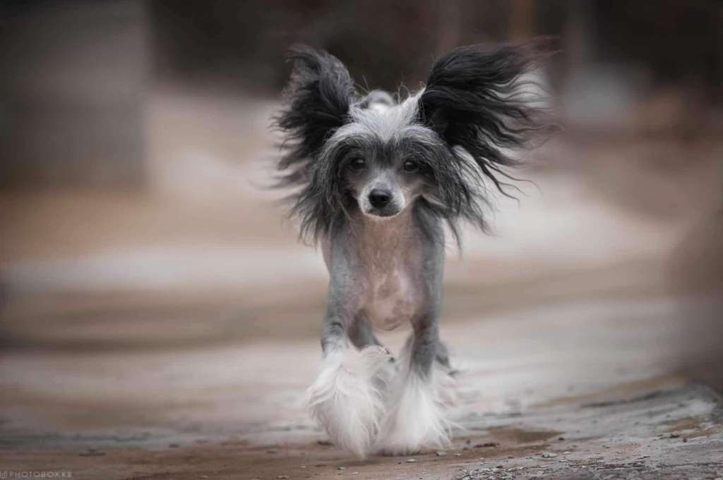 Barbi Dneprovskoye Solntse