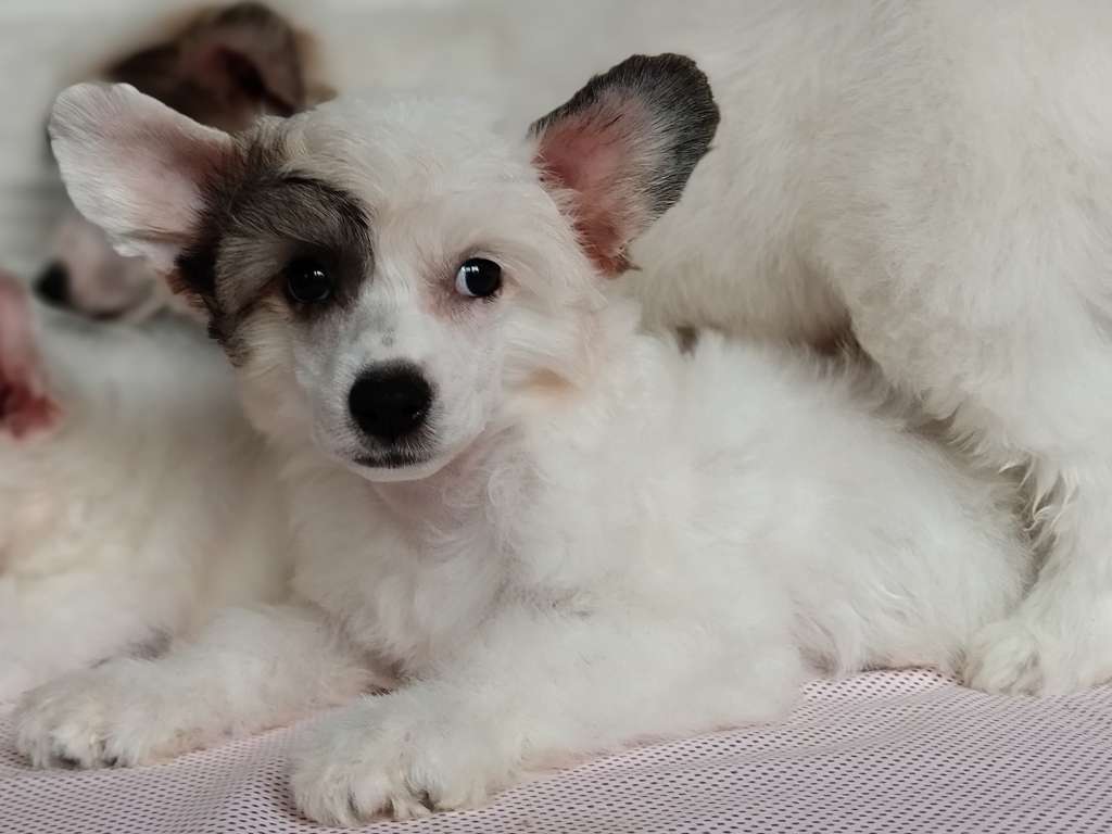 Kovimoti Nancy Sinatra