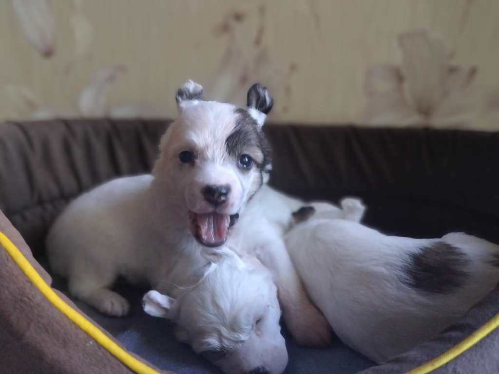 Kovimoti Nelly Furtado