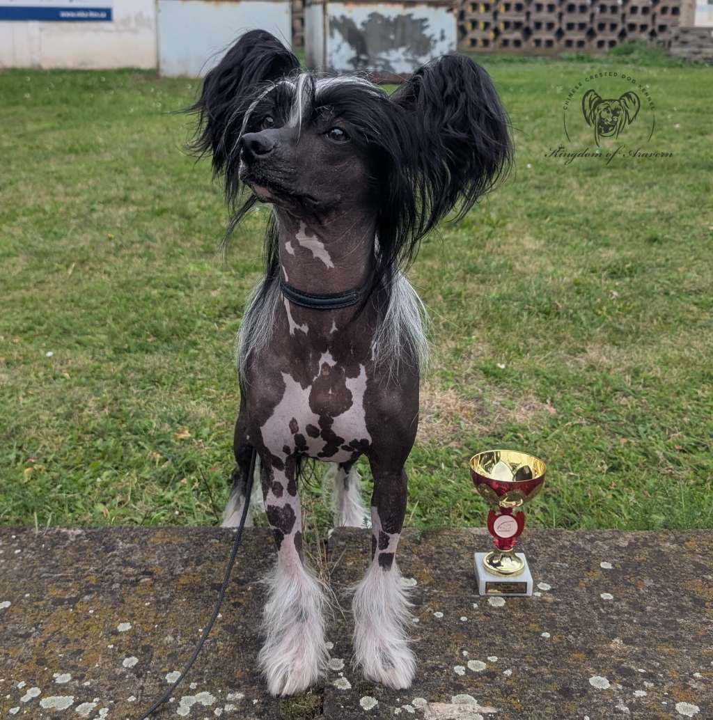 Arthur Kingdom of Aravern